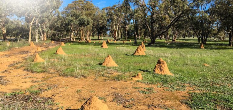 Signs, Solutions, and Long-Term Prevention of Termite Infestation in Singapore