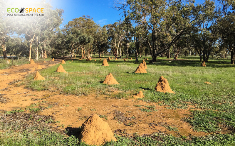 Termite mounds indicating active infestation in Singapore