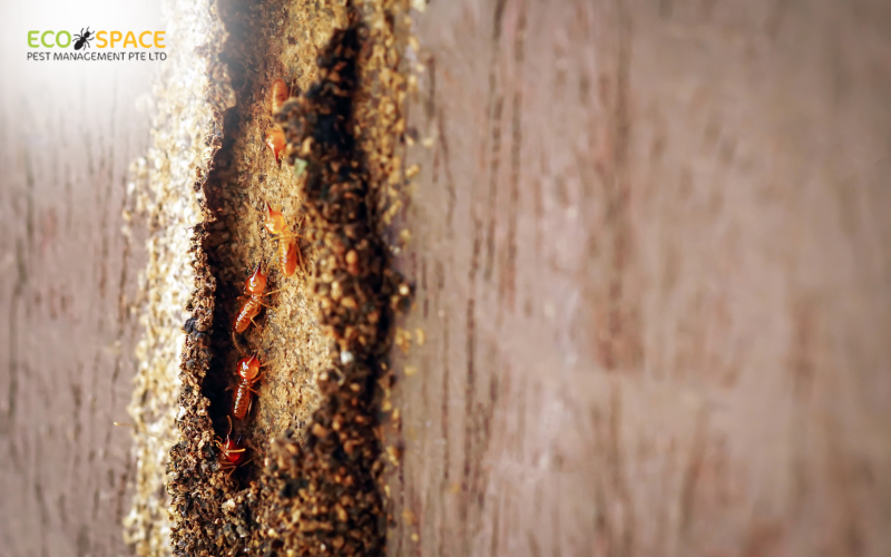 Termites in wood sign of infestation in Singapore Termites in wood sign of infestation in Singapore