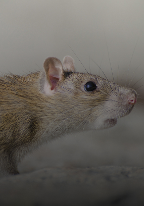 Norway rat Rattus Norvegicus rodent pest control Singapore