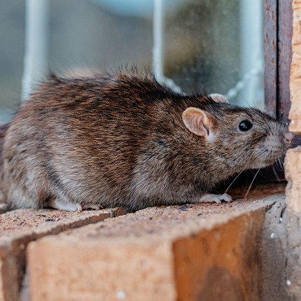 closeup shot gray brownish rat
