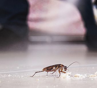 cockroach being killed indoors aerosol poison spray insect infestation