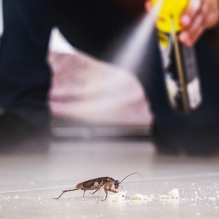 cockroach being killed indoors aerosol poison spray insect infestation