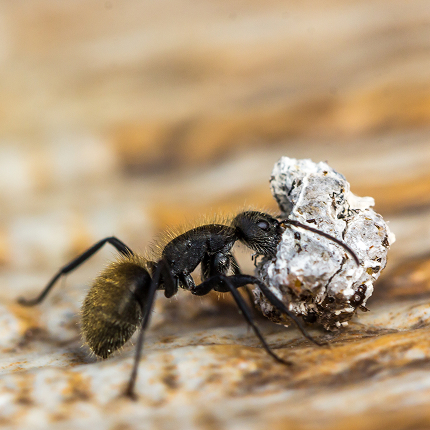 macro shot ant carrying rock