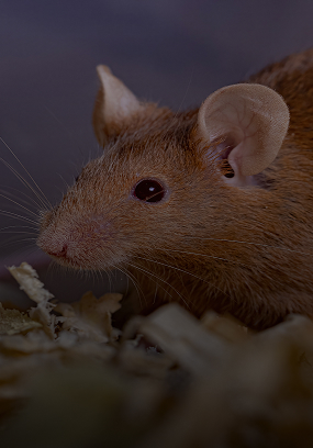 House mouse Mus Musculus rat pest control Singapore