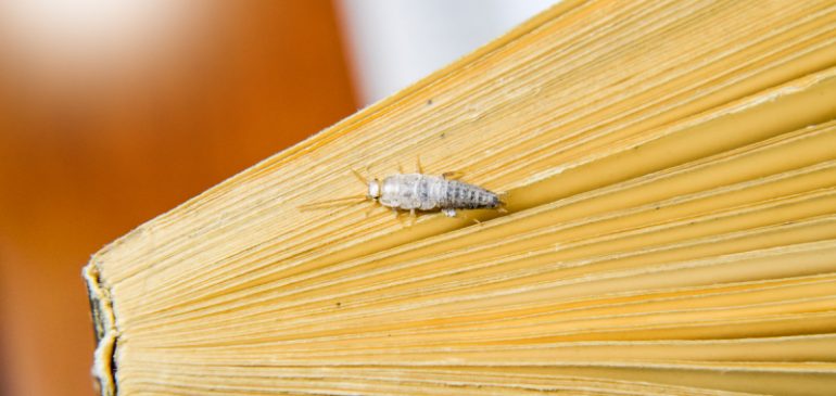 Battling a Silverfish Infestation? Here’s What’s Eating Your Paper and Fabric