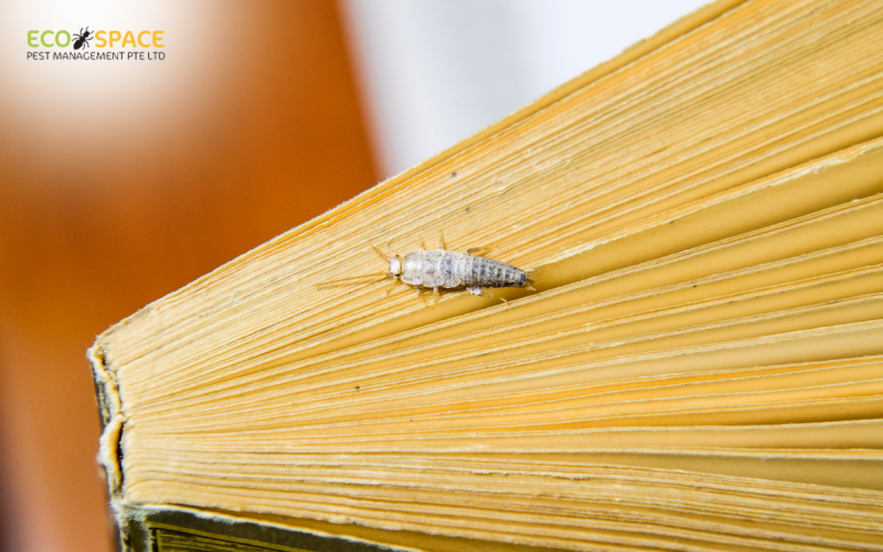 Silverfish on a damaged book page