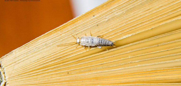 Battling a Silverfish Infestation? Here’s What’s Eating Your Paper and Fabric