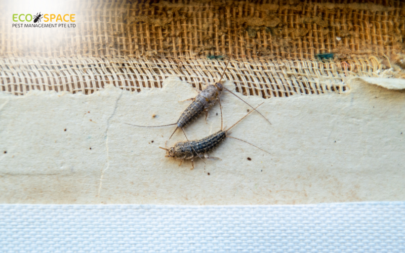 Two silverfish on damaged paper and fabric Two silverfish on damaged paper and fabric