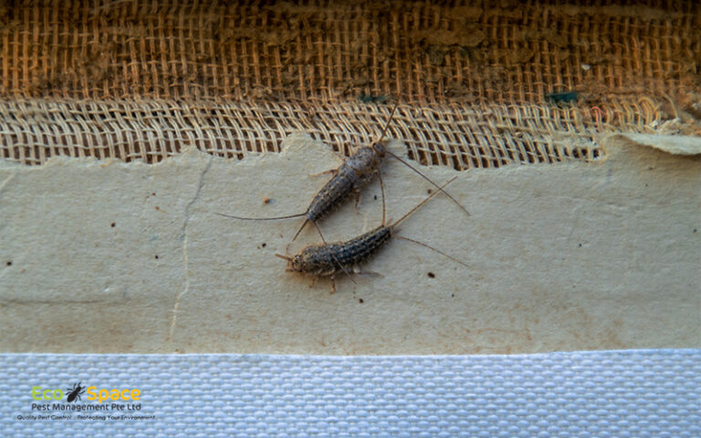 Silverfish Humidity Silverfish Signs and Prevention | EcoSpace Pest Management