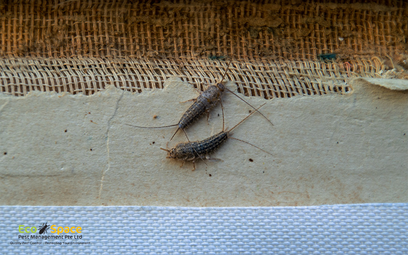 Two silverfish on damaged paper and fabric
