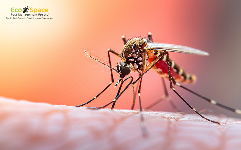 Aedes mosquito feeding on skin