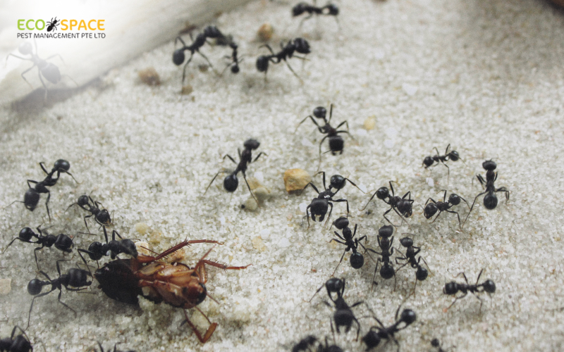 Ants attacking a dead cockroach Ants attacking a dead cockroach