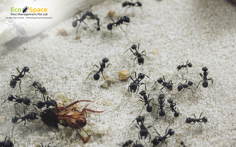 Ants attacking a dead cockroach.