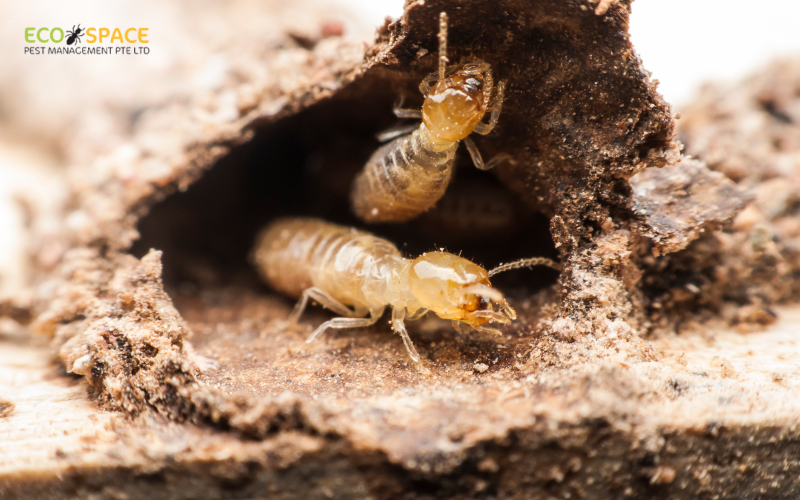 Close up of termites damaging wood Close up of termites damaging wood