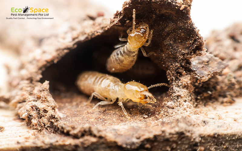Close up of termites damaging wood