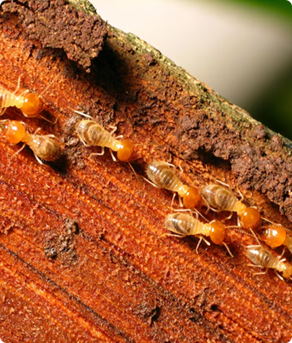 Termite Pest Control Singapore