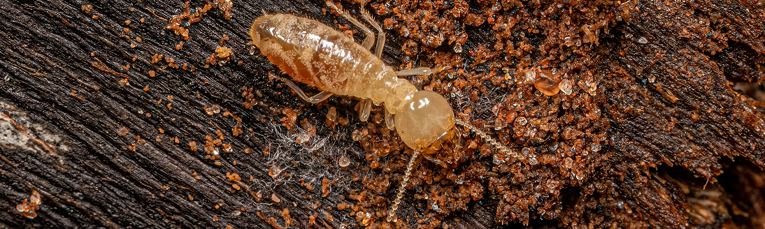 Termite Drywood