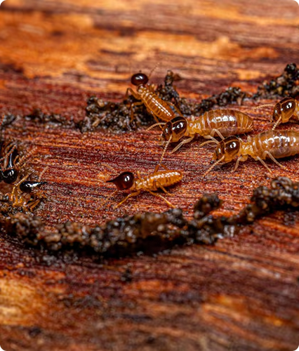 Why Termite Control is Critical in Singapore