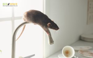 A rat crawling on a kitchen faucet indoors