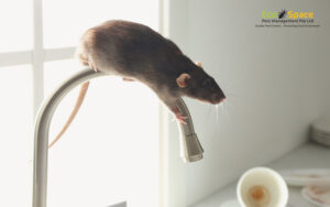 A rat crawling on a kitchen faucet indoors