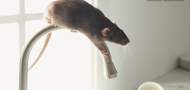 Why Pests Return After Rainy Weather: Post Monsoon Surges in Singapore Homes