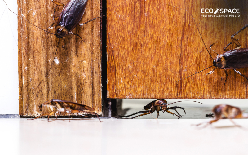 Cockroaches crawling between wooden kitchen cabinets