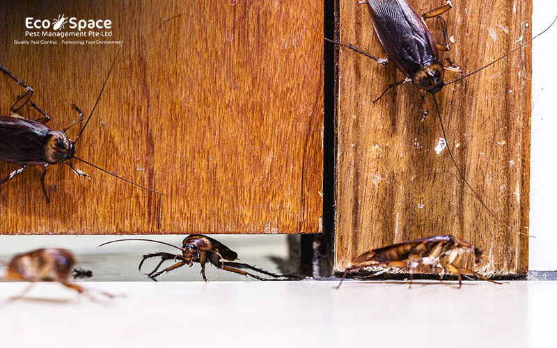 Cockroaches crawling between wooden kitchen cabinets