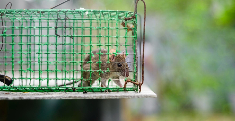 cage traps