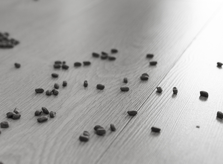 droppings