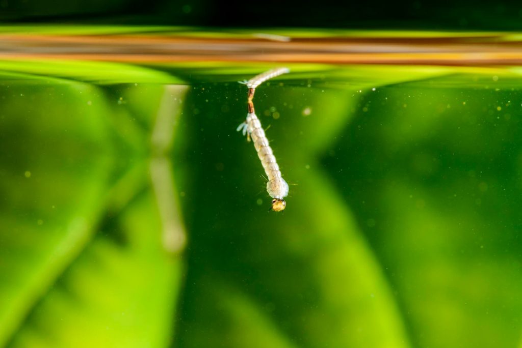 larvae or pupae