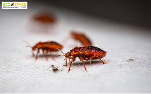 Close up of bed bugs on a mattress