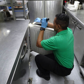 cockroach6 cockroach6